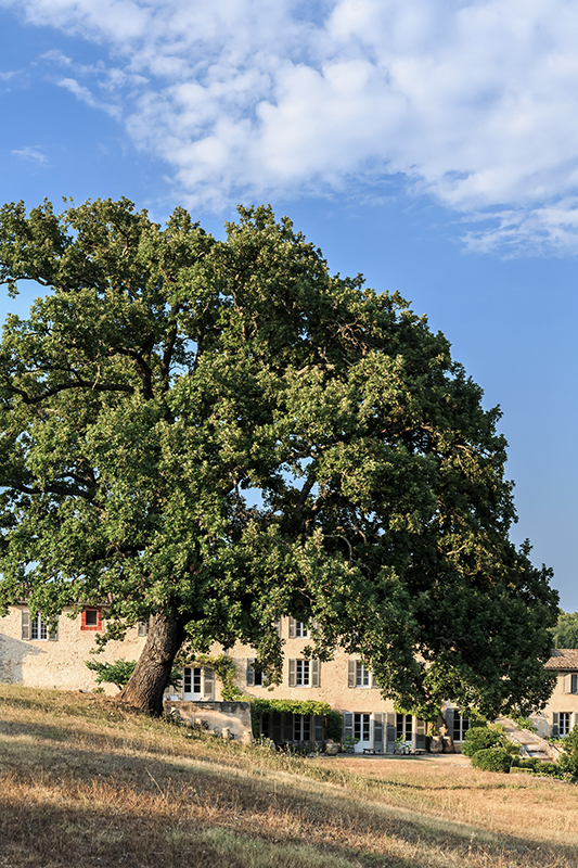 Chêne tricentenaire emblématique du domaine de Gavaisson